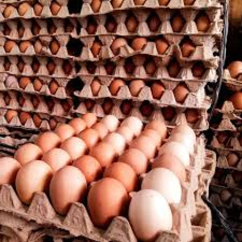 Telor Ayam 1 Kg